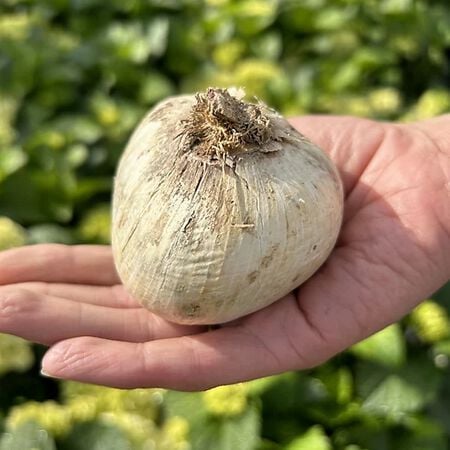 Giant Mix, Allium - 8 Bulbs image number null